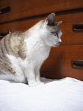 振向きねこ